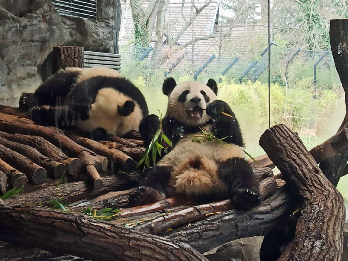 Die 123a hat sich Tiere im Zoo angesehen